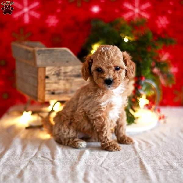 Tiffany, Miniature Poodle Puppy